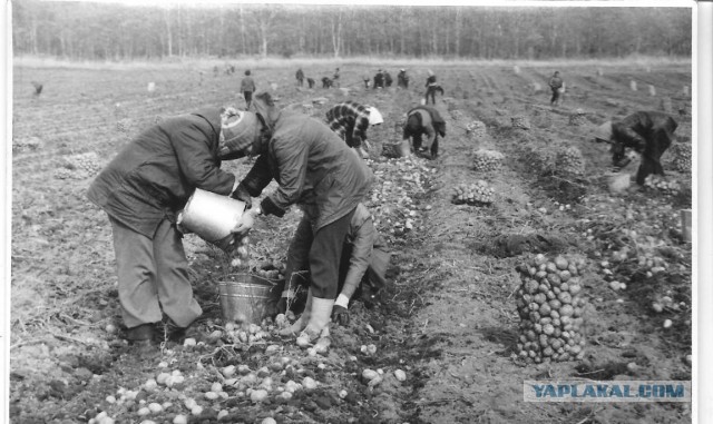 В России предложили упростить трудоустройство детей с 14 лет