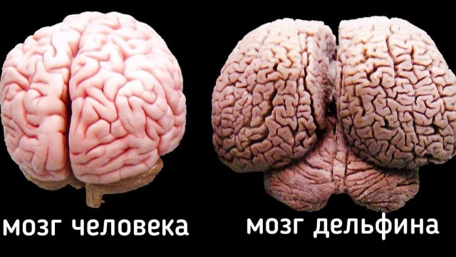 Мальчик играет с дельфином