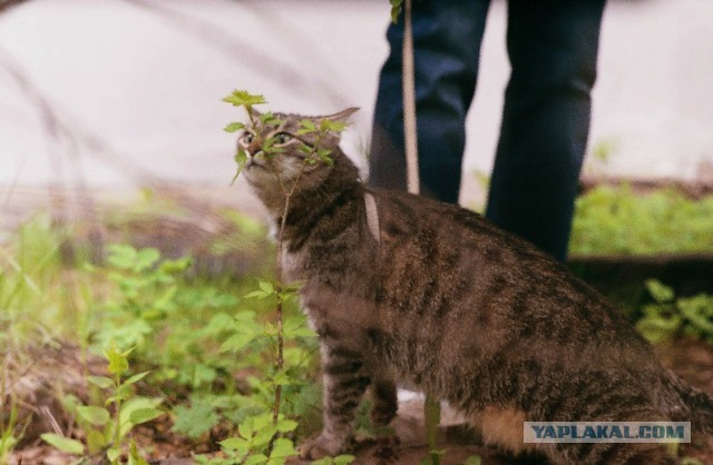 Котовторник 09.04.2013