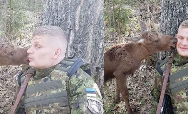 Пограничник насторожился: из кустов вышел лось и попросил о помощи