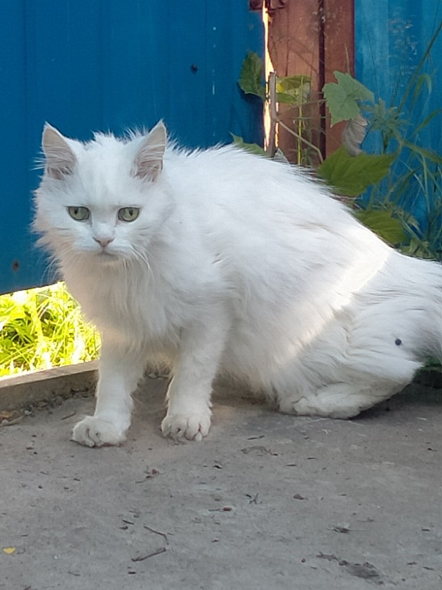 Начинаем котофторник?