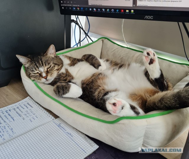 Котовторнику посвящается-Подобрашка
