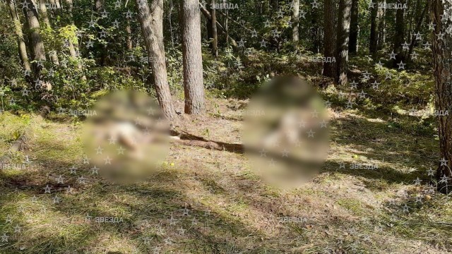 В Брянской области разгромили группу украинских диверсантов