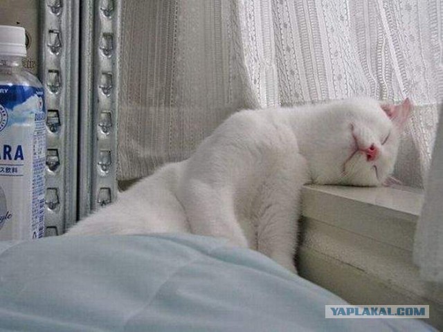 Притомилась!