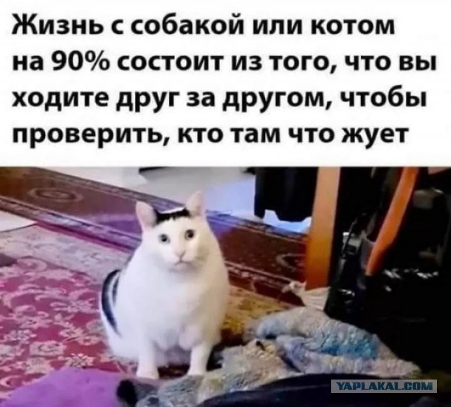 Сборник Баянов