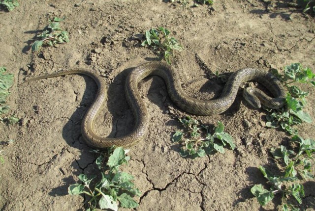 Камуфляж, шипение и паника на участке: как отличить полоза от гадюки
