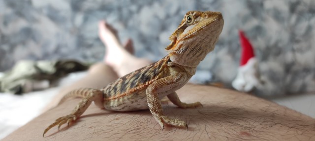 Жил себе,котейка ,спокойно...