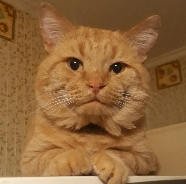 Мурзик, фас!
