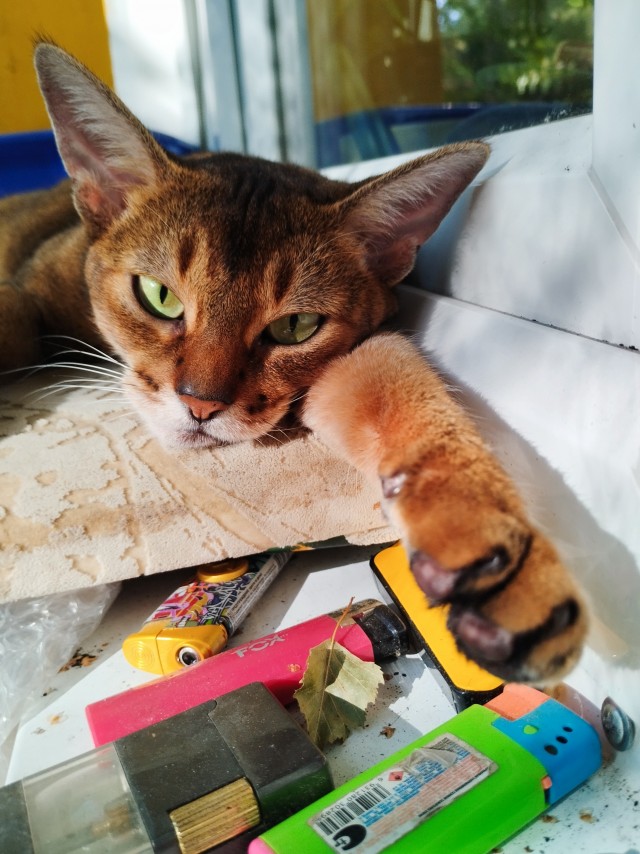 Моему коту Тому 2 года
