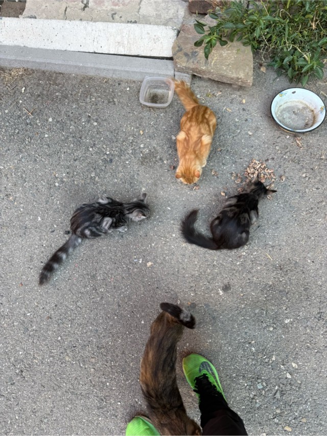 К котовторнику