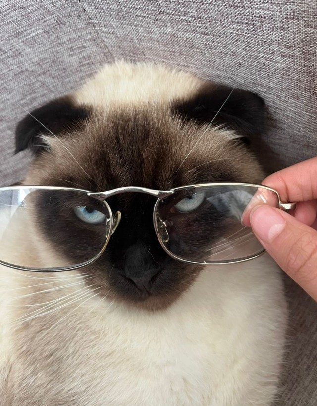 Котовторник . Как назвать бандита ?)