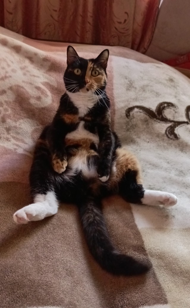 Котовторник.Наши модели
