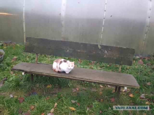Жизнь домашнего приюта для котеек 563