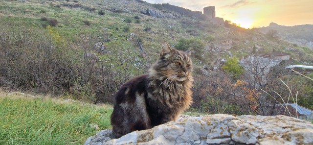 Котовторник же, да?