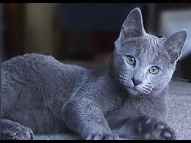 Нужен совет новому кошатнику!
