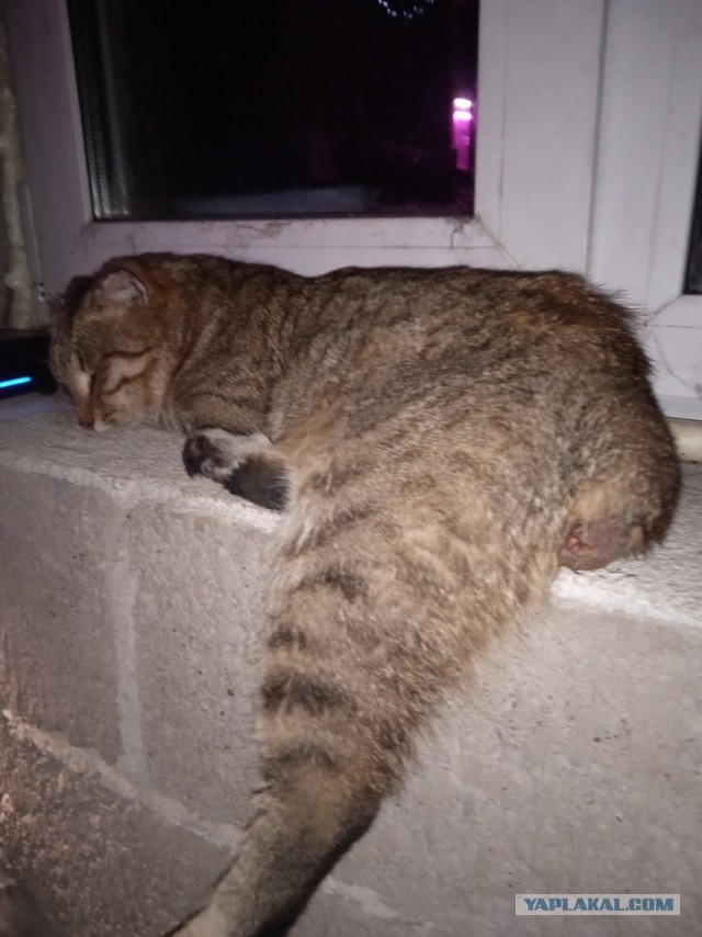 У нас теперь тоже котовторник