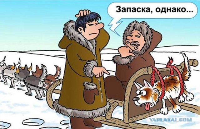 Принцип распределения собак в упряжке