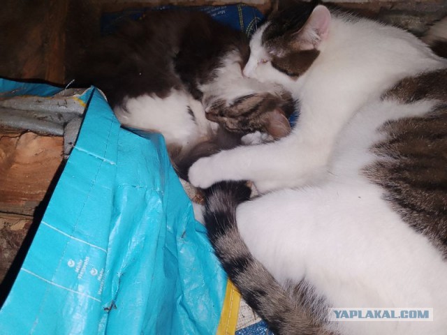 Жизнь домашнего приюта для котеек 573