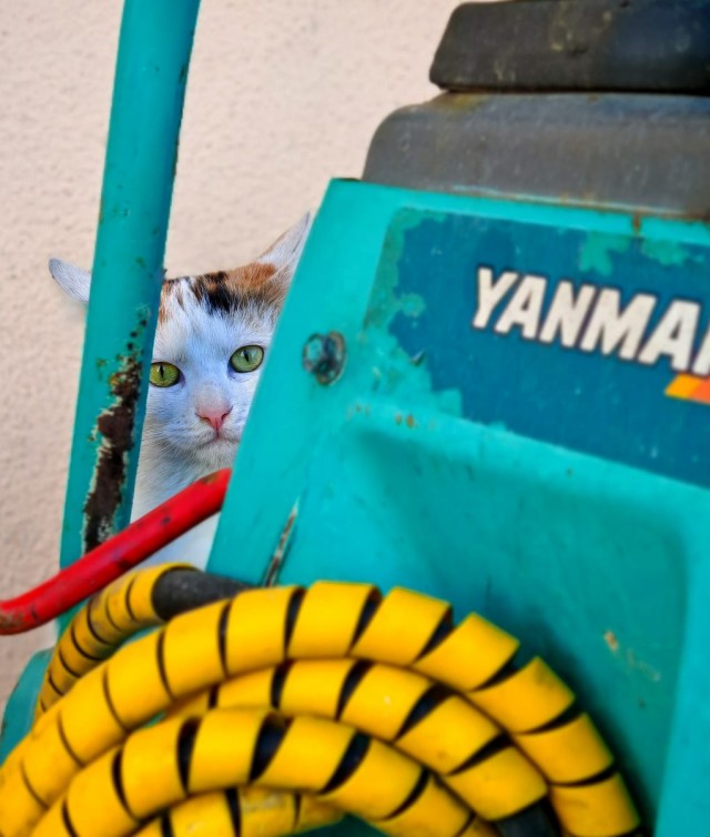 Уличные котики