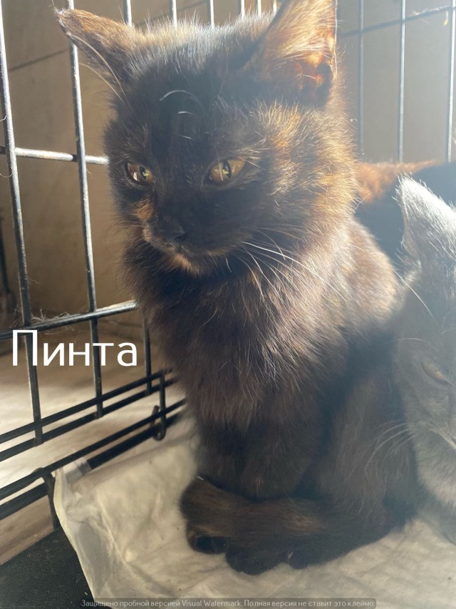 Жизнь домашнего приюта "Котоленд" 536