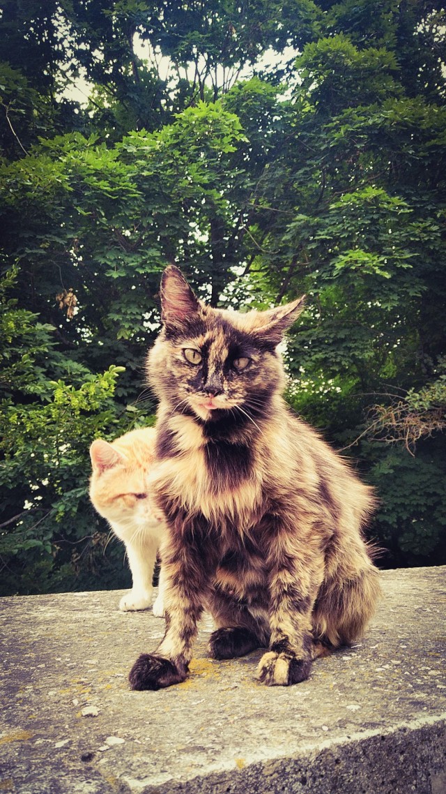 Найди кота