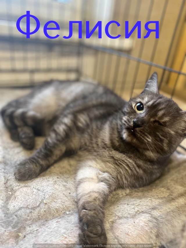 Жизнь домашнего приюта "Котоленд" 562