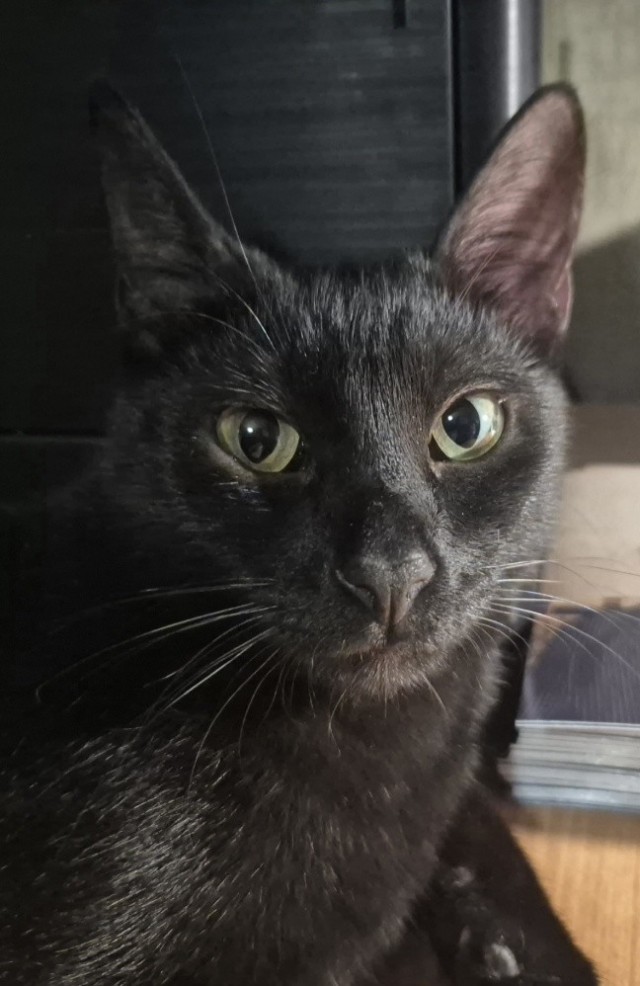 Котопёс