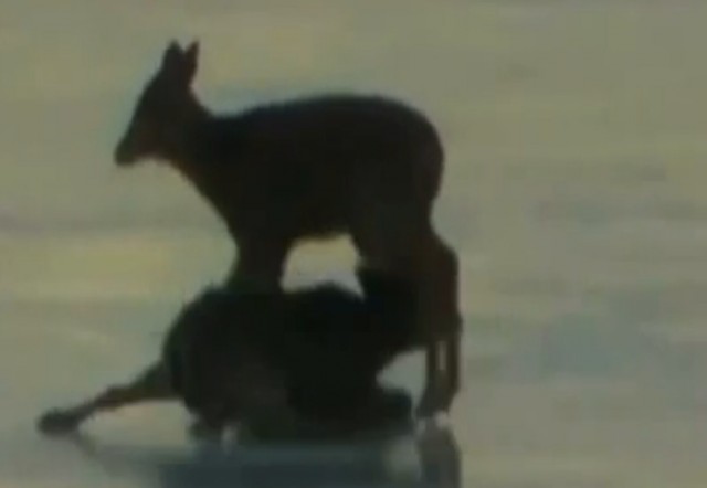 Сообразительный пилот