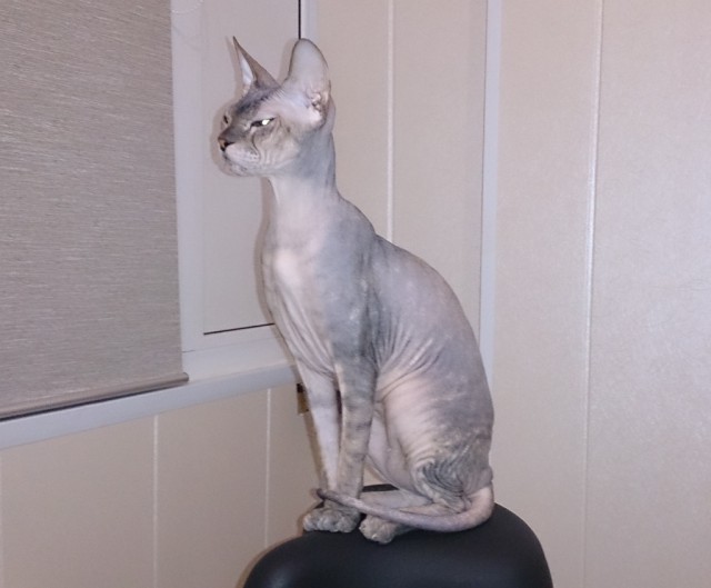 Котовторник  28.01.14