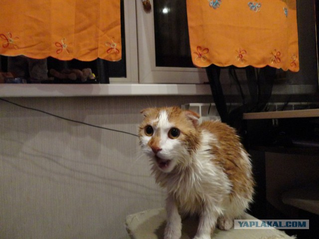 Сегодня мыли котов :3