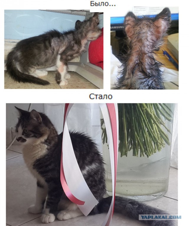 Котовторник 18.03.2014