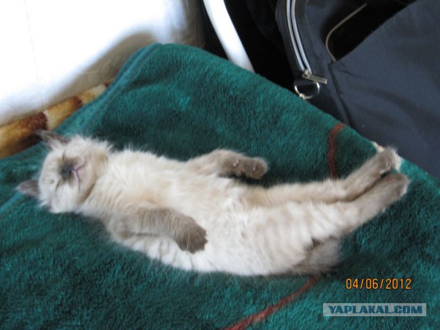Котовторник  08.04.2014
