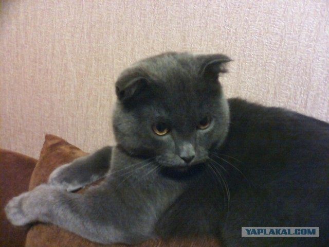 Боитесь взять котенка с улицы или из приюта?