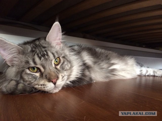 Котовторник 27.5.2014