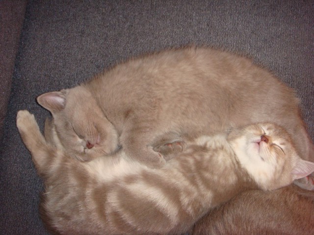 Котовторник 15.07.2014.