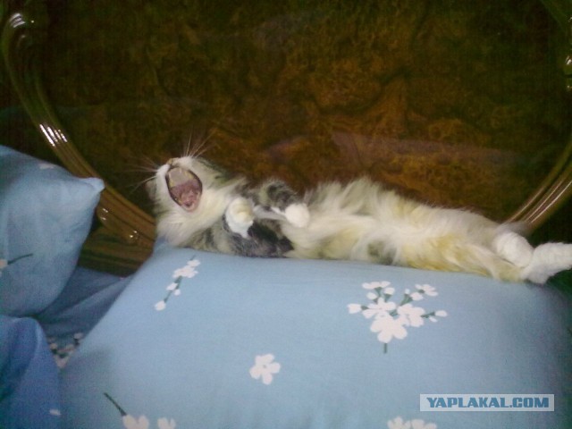 А у тебя есть фото твоей зевающей котейки ?
