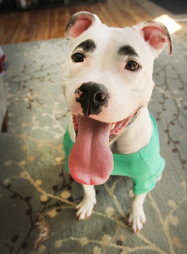 Животные ставшие знаменитыми из-за редкого окраса