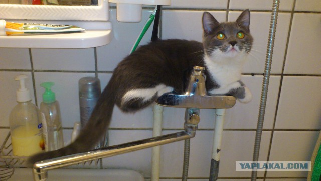 Котовторник 26.08.14.