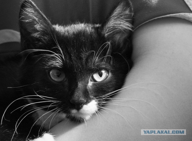 Котовторник 30.09.2014