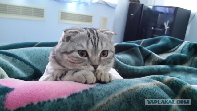 Котовторник 04.11.2014