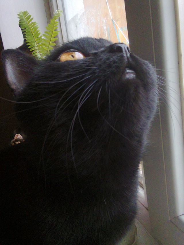 Котовторник 9.12.2014