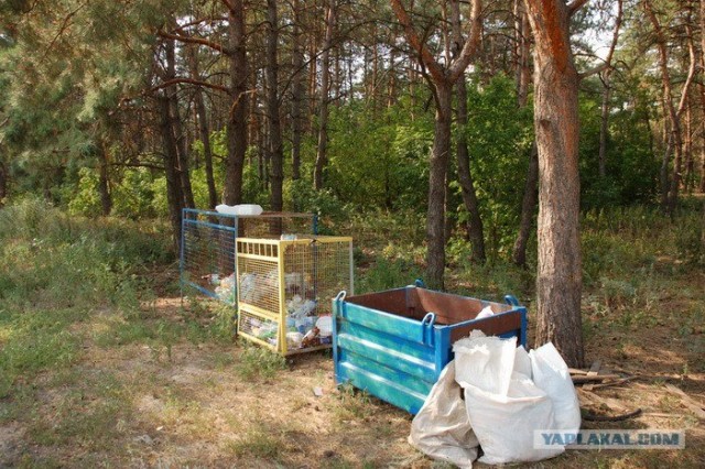 История одного чистого леса под Харьковом