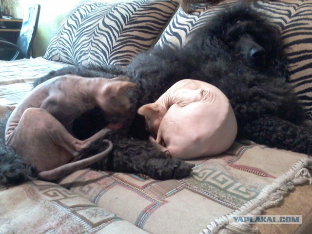 7 самых популярных пород собак в СССР