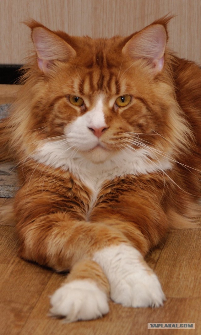 Котопёс))