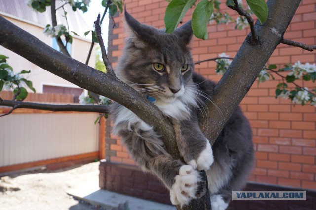 Древесный кот.