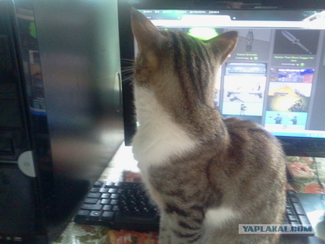 Котовторник 04.08.2015