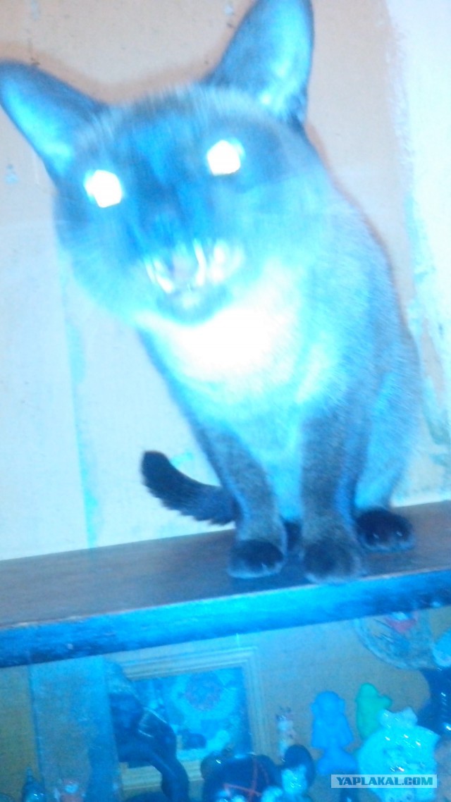 Котовторник 03.11.2015