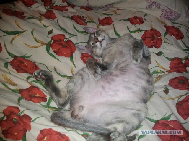 Котовторник