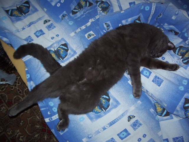 Мимимишности пост