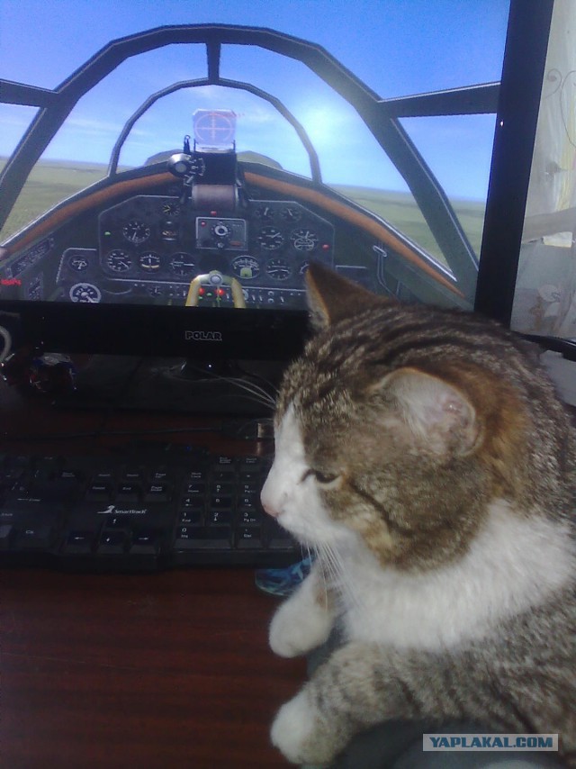 Котовторник 19.04.2016